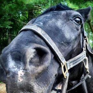 Meet your Posher, Chance